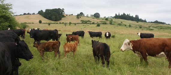 Now Offering Natural, Humanely Raised Meats.